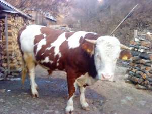 vand taur baltata romaneasc 700kg grosime 2.03cm
