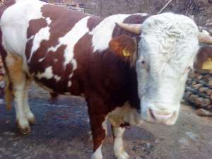 vand taur baltata romaneasc 700kg grosime 2.03cm