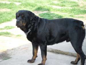 pui de rottweiler