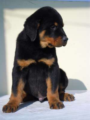 pui de rottweiler