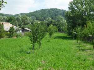 vand 2522 mp in Zgripcesti,   com Beleti-Negresti,   AG