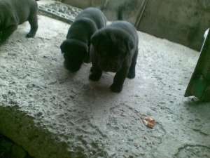 shar pei