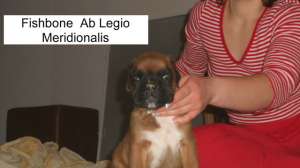 Pui boxer