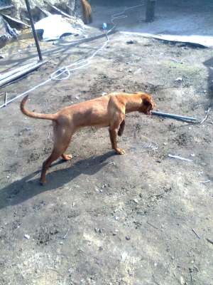 Vand catei vizsla maghiara