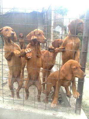 Vand catei vizsla maghiara