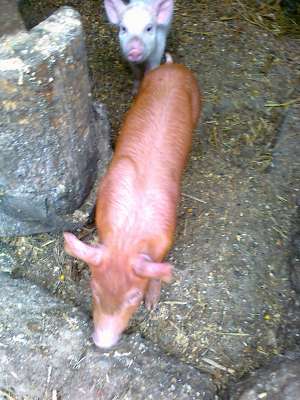 Purcei Duroc American