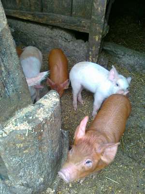 Purcei Duroc American