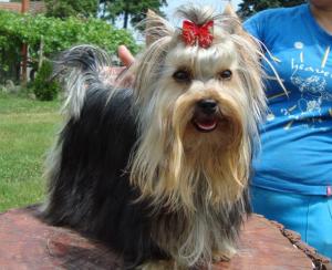 DE VANZARE YORKSHIRE TERRIER,   DE VANZARE PUI DE YORKSHIRE