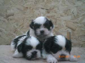 Vand pui rasa shih-tzu-pret promotional