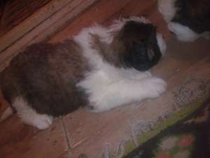 vand catei  saint bernard foarte frumosi