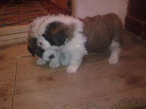 vand catei  saint bernard foarte frumosi