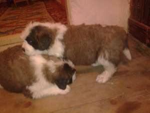 vand catei  saint bernard foarte frumosi