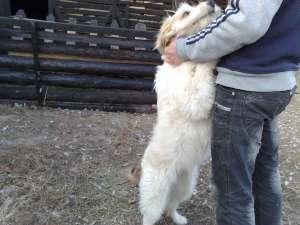 vand ciobanesc carpatin femela de cinci luni