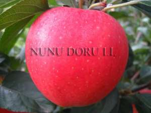 pepiniera pomi fructiferi ,  pomi fructiferi de vanzare