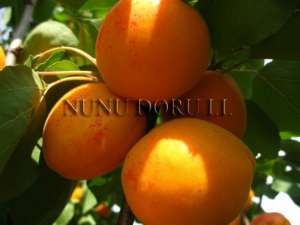 pepiniera pomi fructiferi ,  pomi fructiferi de vanzare