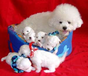 pui bichon frisse cu pedigree,  linii deosebite