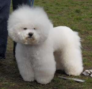 pui bichon frisse cu pedigree,  linii deosebite