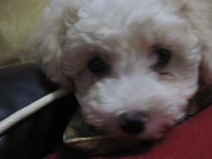vand pui bichon