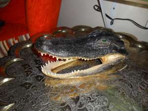 cap de aligator(real)