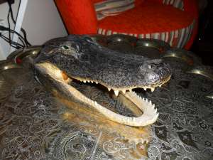 cap de aligator(real)