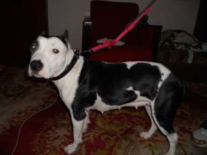 vand femela amstaff