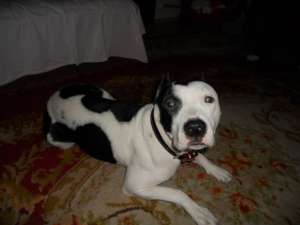 vand femela amstaff