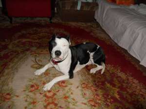 vand femela amstaff