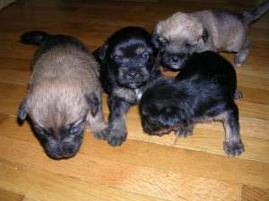 Catei Yorkshire Terrier