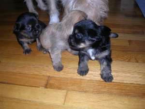 Catei Yorkshire Terrier
