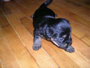 Catei Yorkshire Terrier