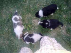 vind1 catea rough collie