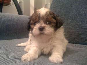 bichon havanez alb cu maro