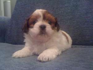 bichon havanez alb cu maro