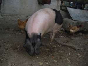 Vand porc crescut ecologic