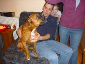 adoptie caine boxer