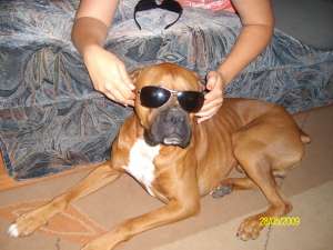 adoptie caine boxer