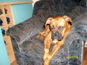 adoptie caine boxer