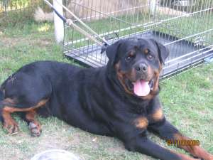 mascul rottweiler apt monta