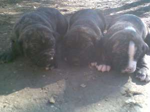 vand catei presa canario