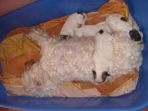 vand pui de bichon maltez