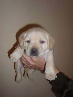 vand pui de labrador retriever auriu