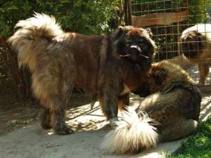 PUI CIOBANESC CAUCAZIAN TALIE GIGANT