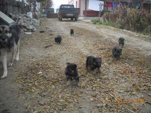 6 pui caine lup cautam un camin