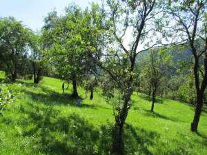 Teren Zona Montana