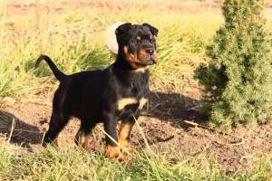 Vand Pui Rottweiler 10 saptamani