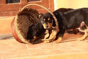 Vand Pui Rottweiler 10 saptamani