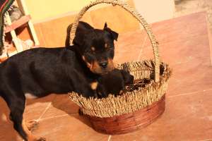 Vand Pui Rottweiler 10 saptamani