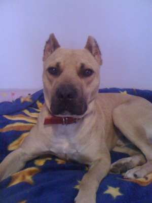 Ofer pt monta un mascul de Amstaff