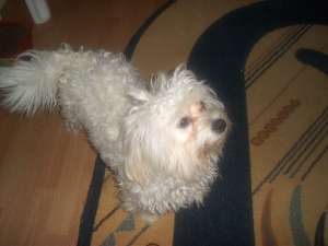 Vand bichon maltese mascul