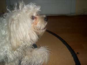 Vand bichon maltese mascul